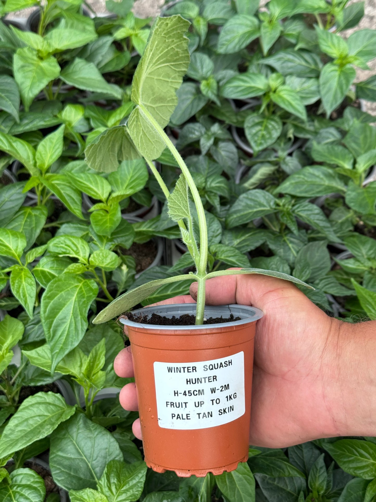 Butternut Squash - Hunter