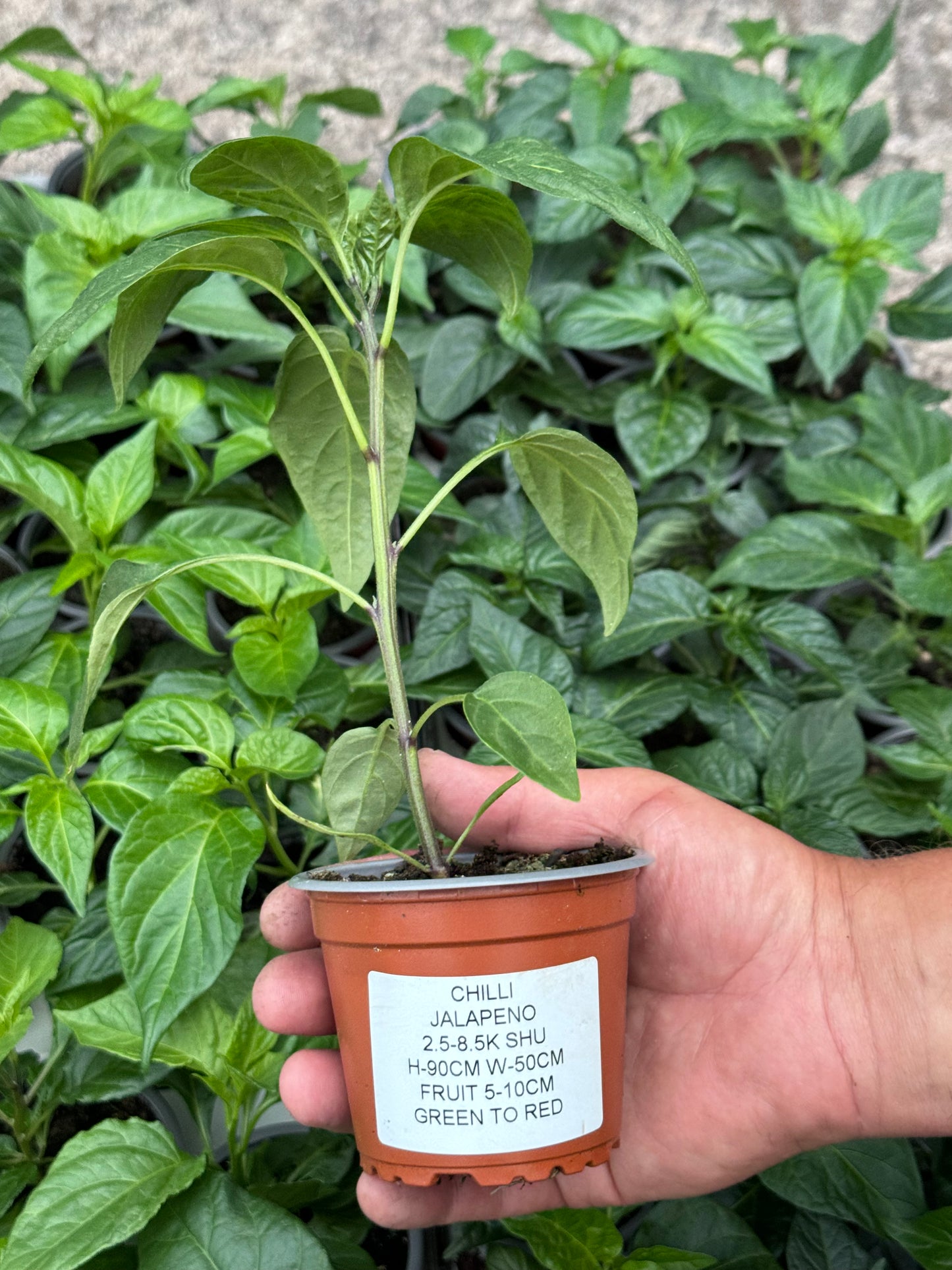 Chilli - Jalapeno (2.5K - 8.5K SHU)