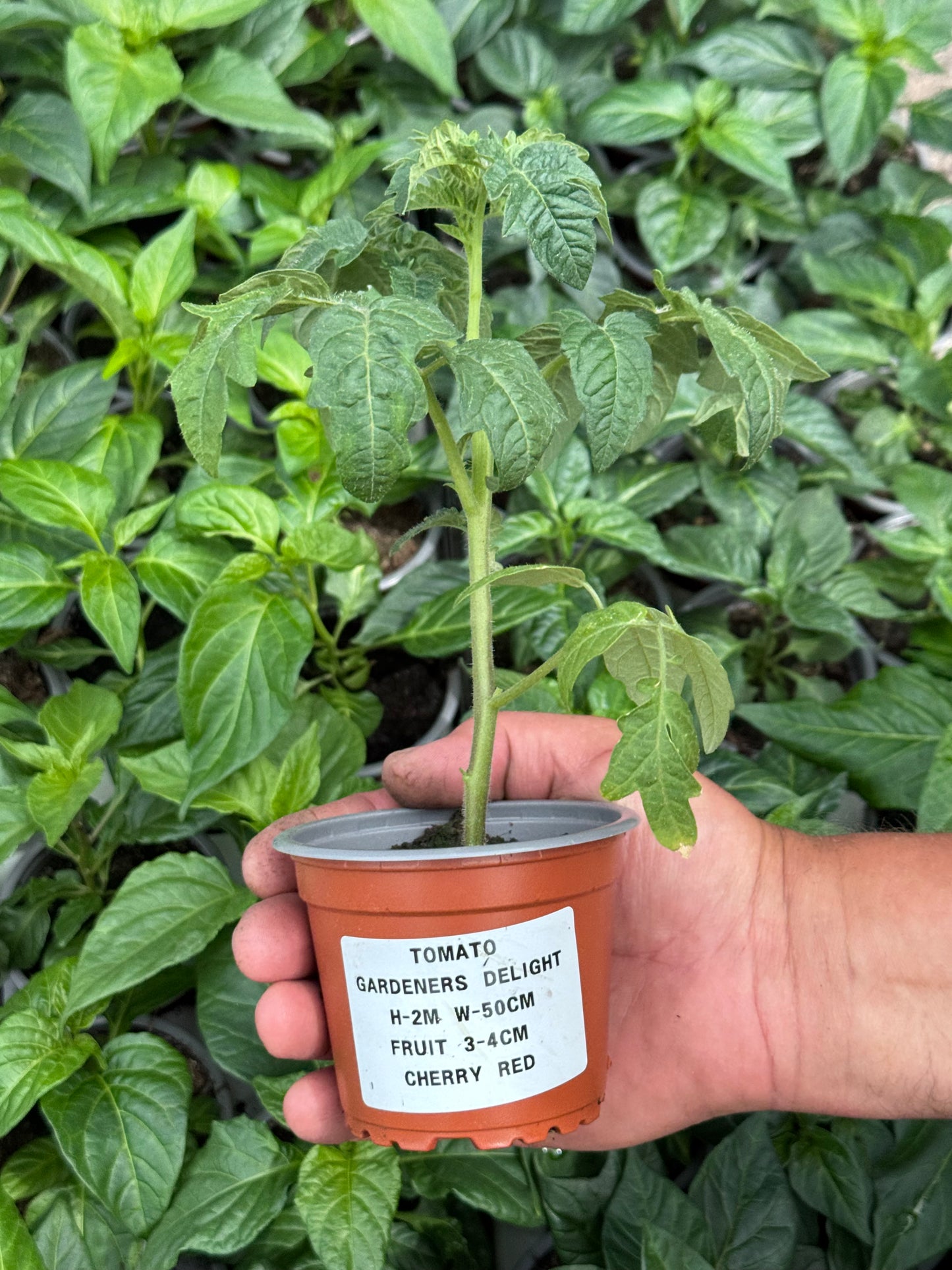 Tomato - Gardeners Delight