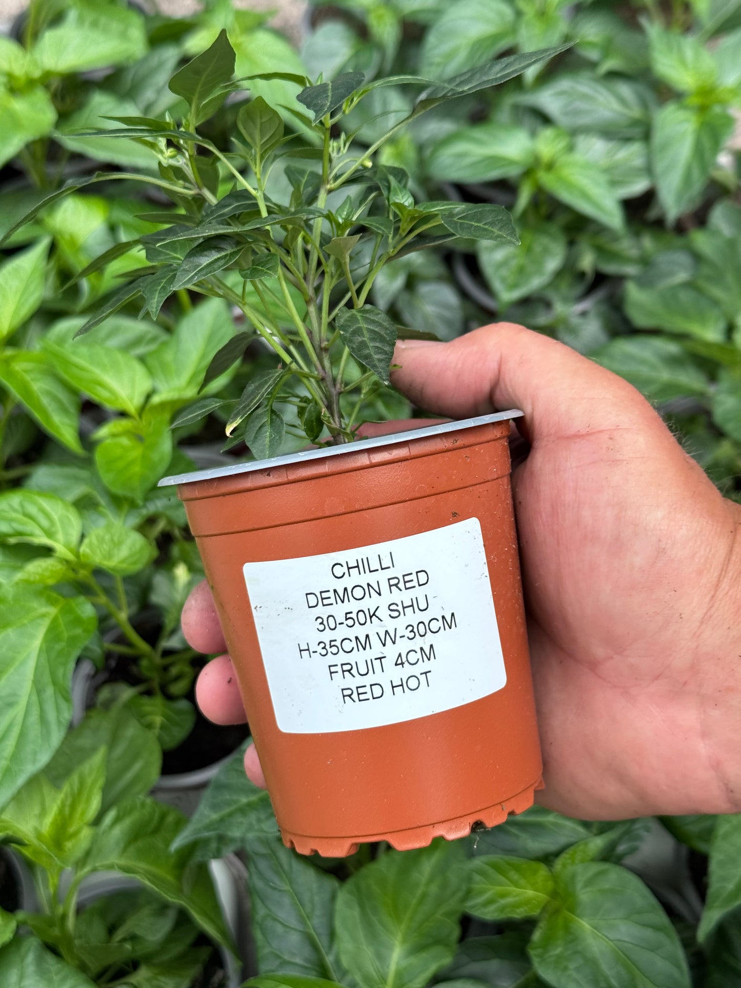 Chilli - Demon Red (30K - 50K SHU)