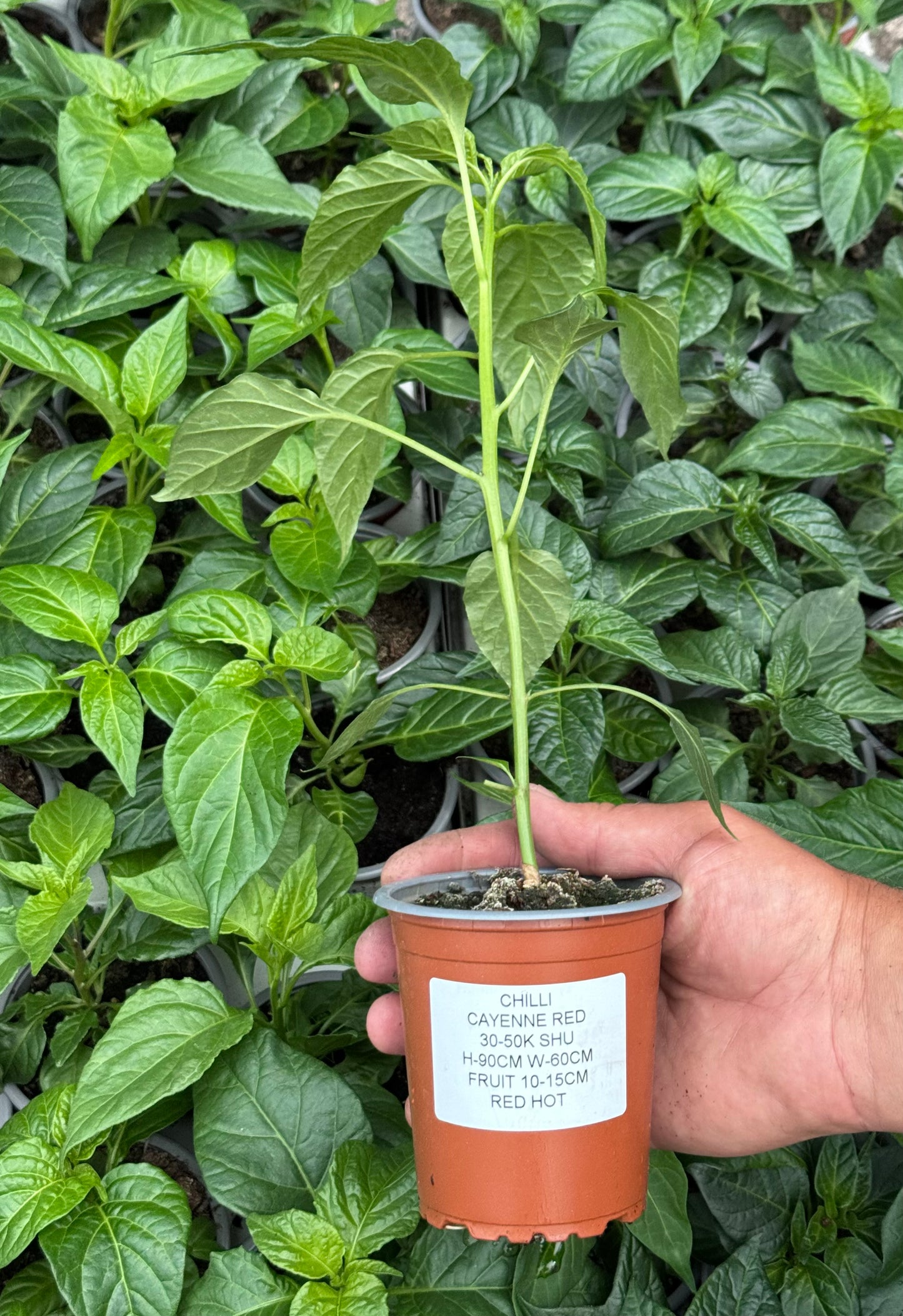 Chilli - Cayenne Red (30K - 50K SHU)