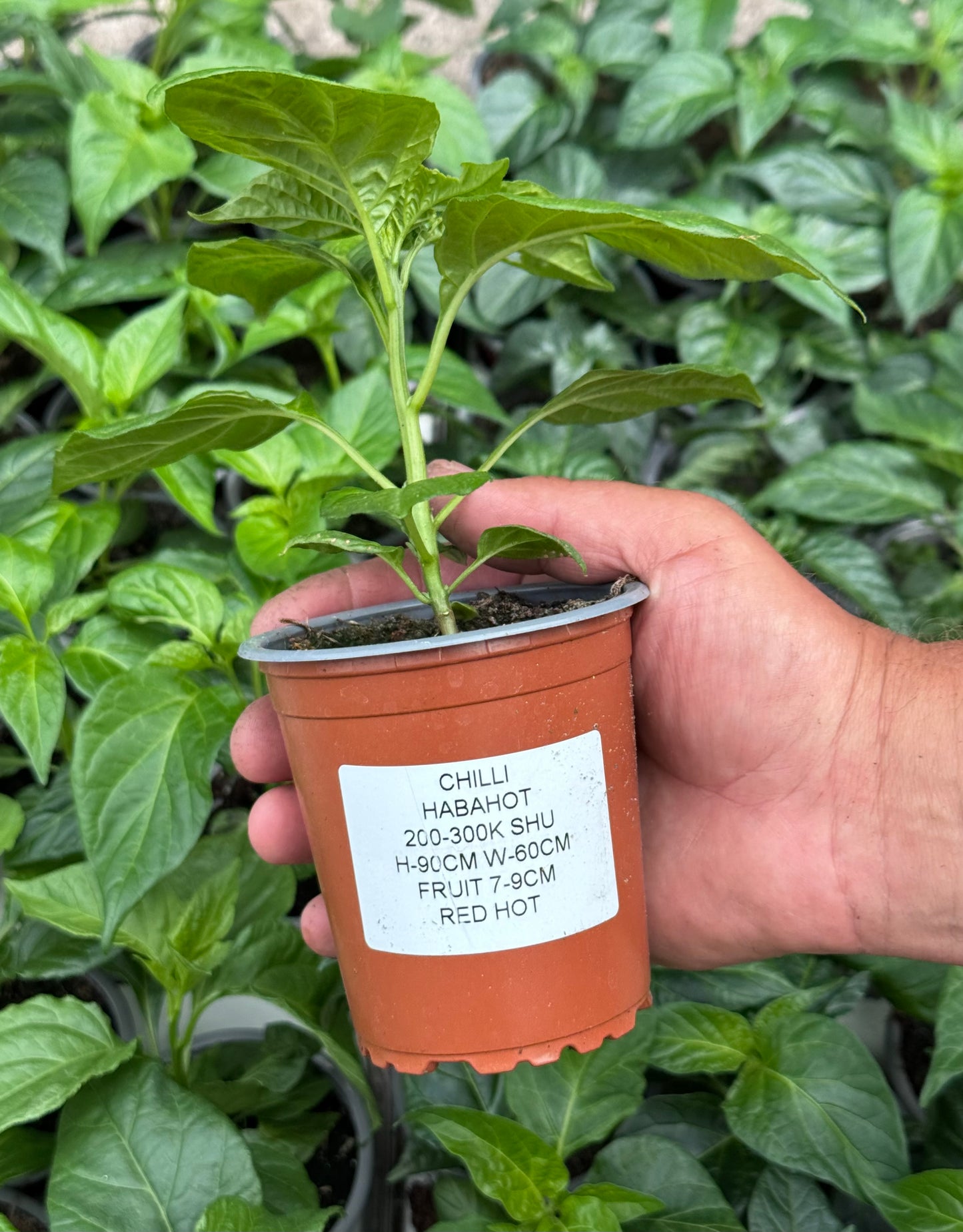 Chilli - Habahot (200K - 300K SHU)