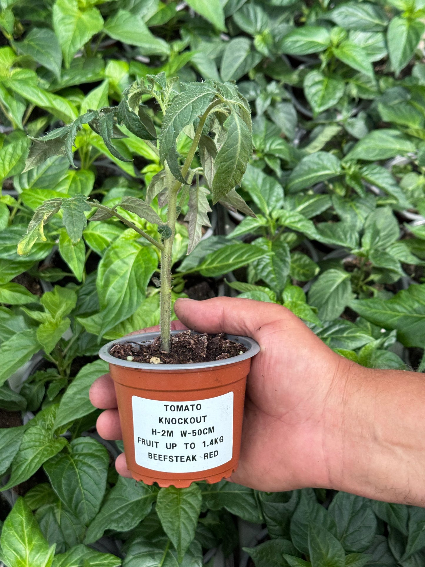 Tomato - Knockout