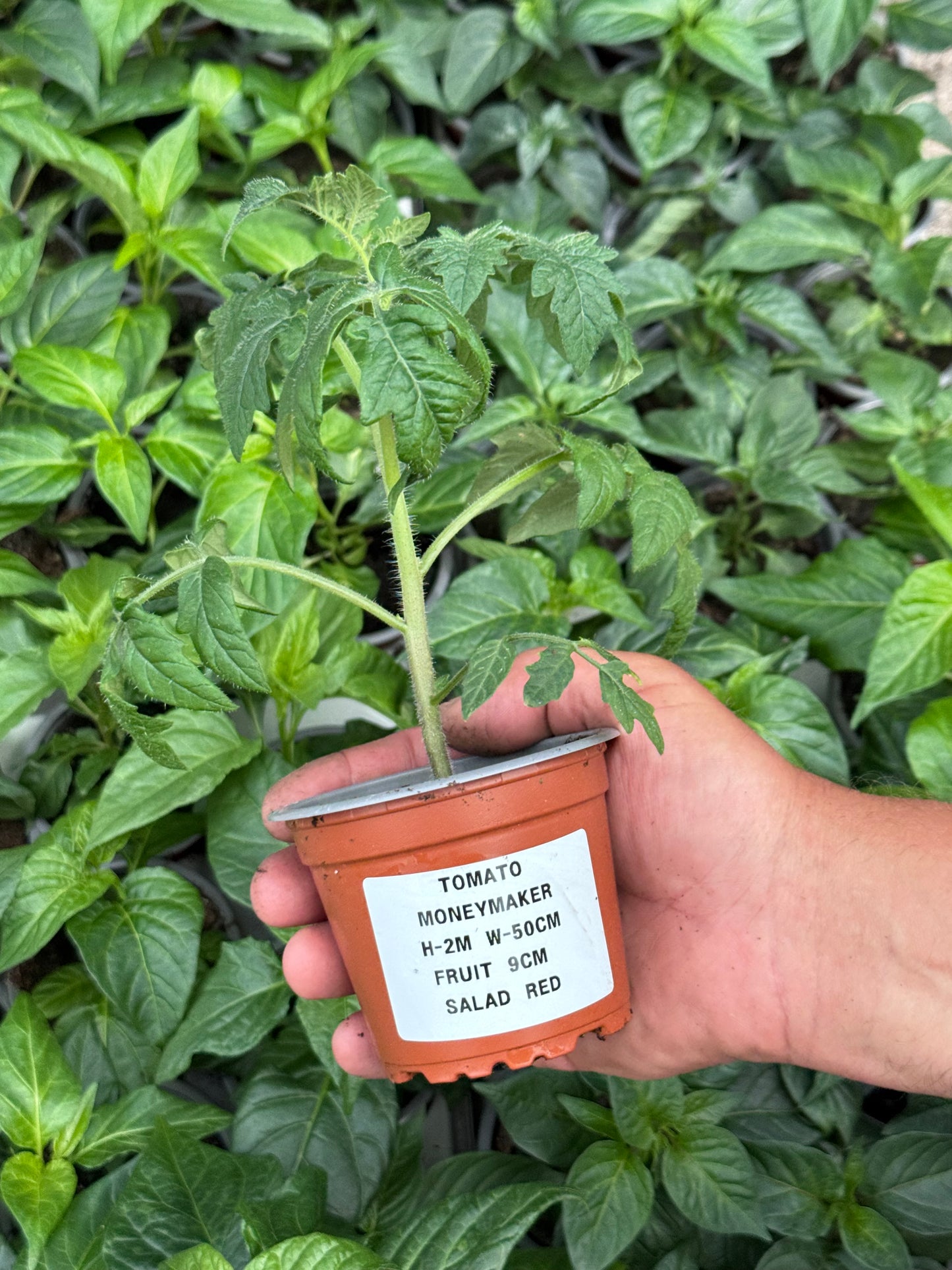 Tomato - Moneymaker