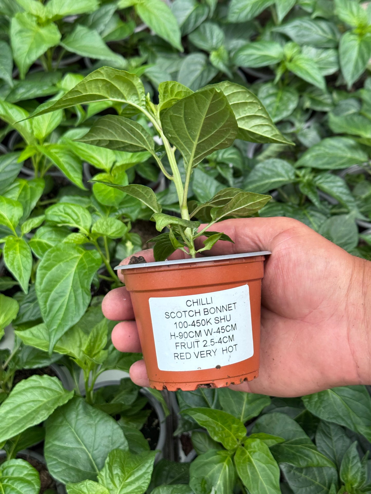 Chilli - Scotch Bonnet (100K - 450K SHU)