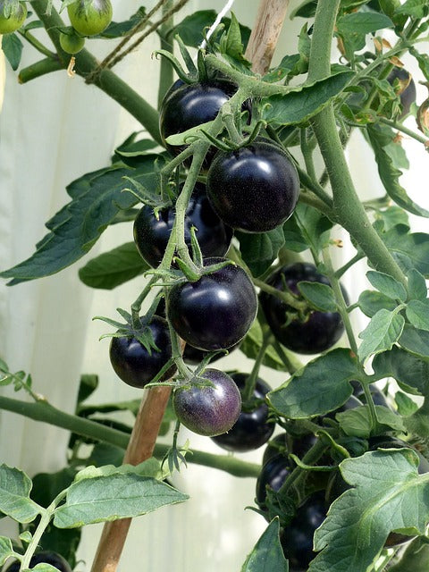 Tomato - Black