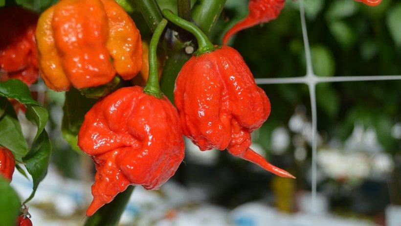 Chilli - Carolina Reaper (1.5M - 2.0M)