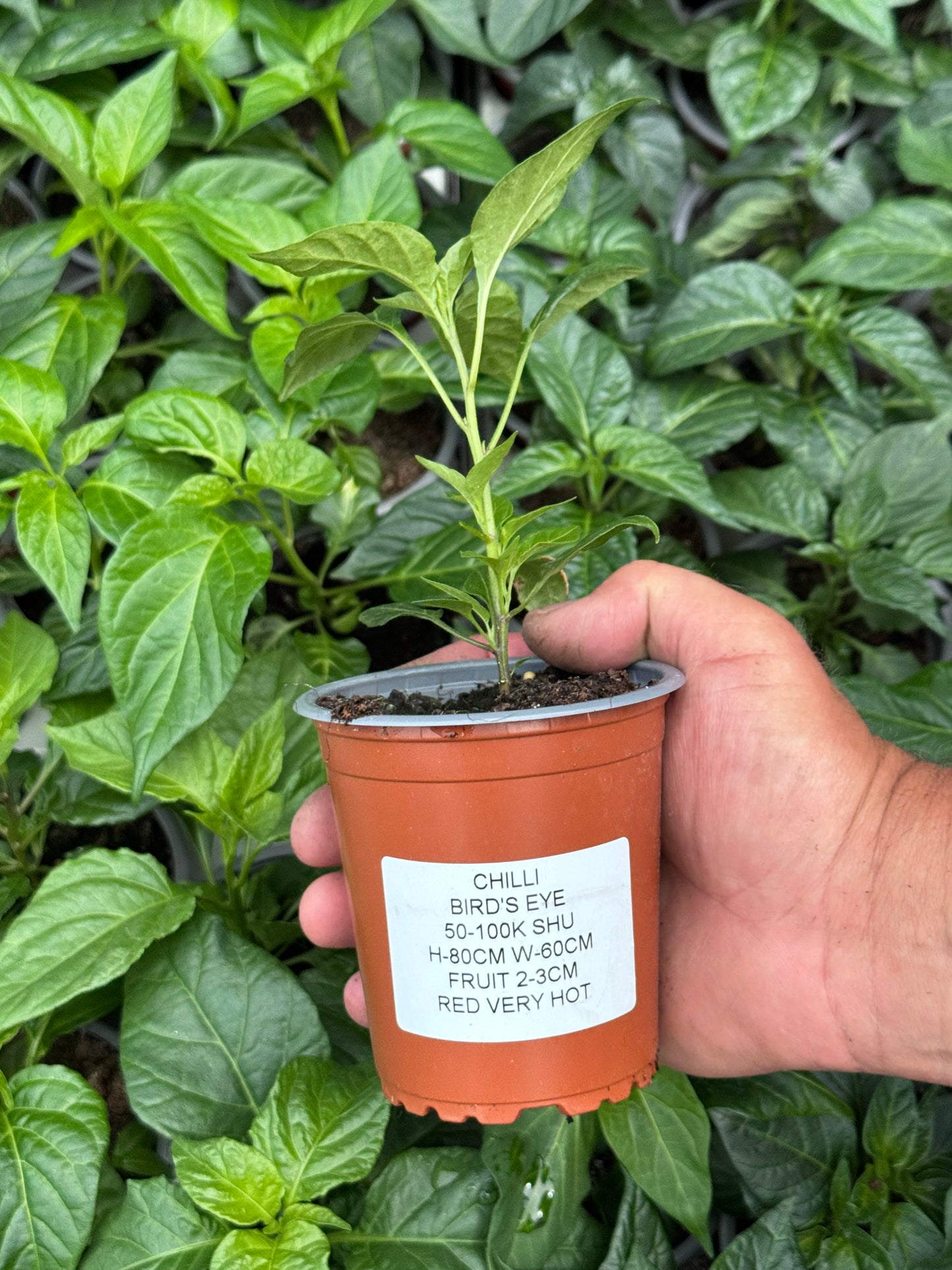 Chilli - Birds Eye (50K - 100K SHU)
