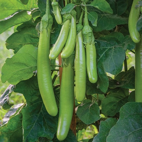 Aubergine - Green Knight