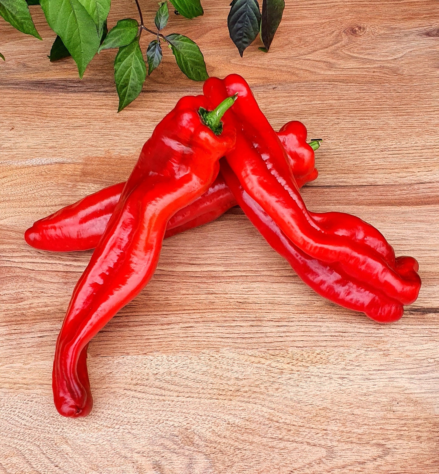 Pepper - Palermo
