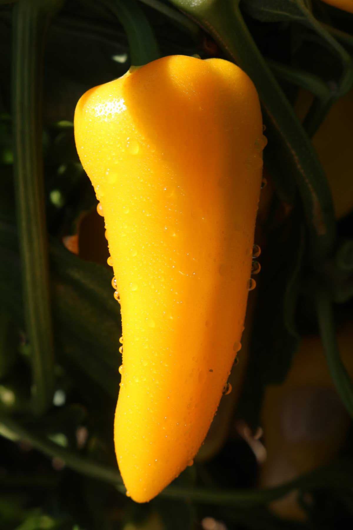 Pepper - Pointed Yellow F1