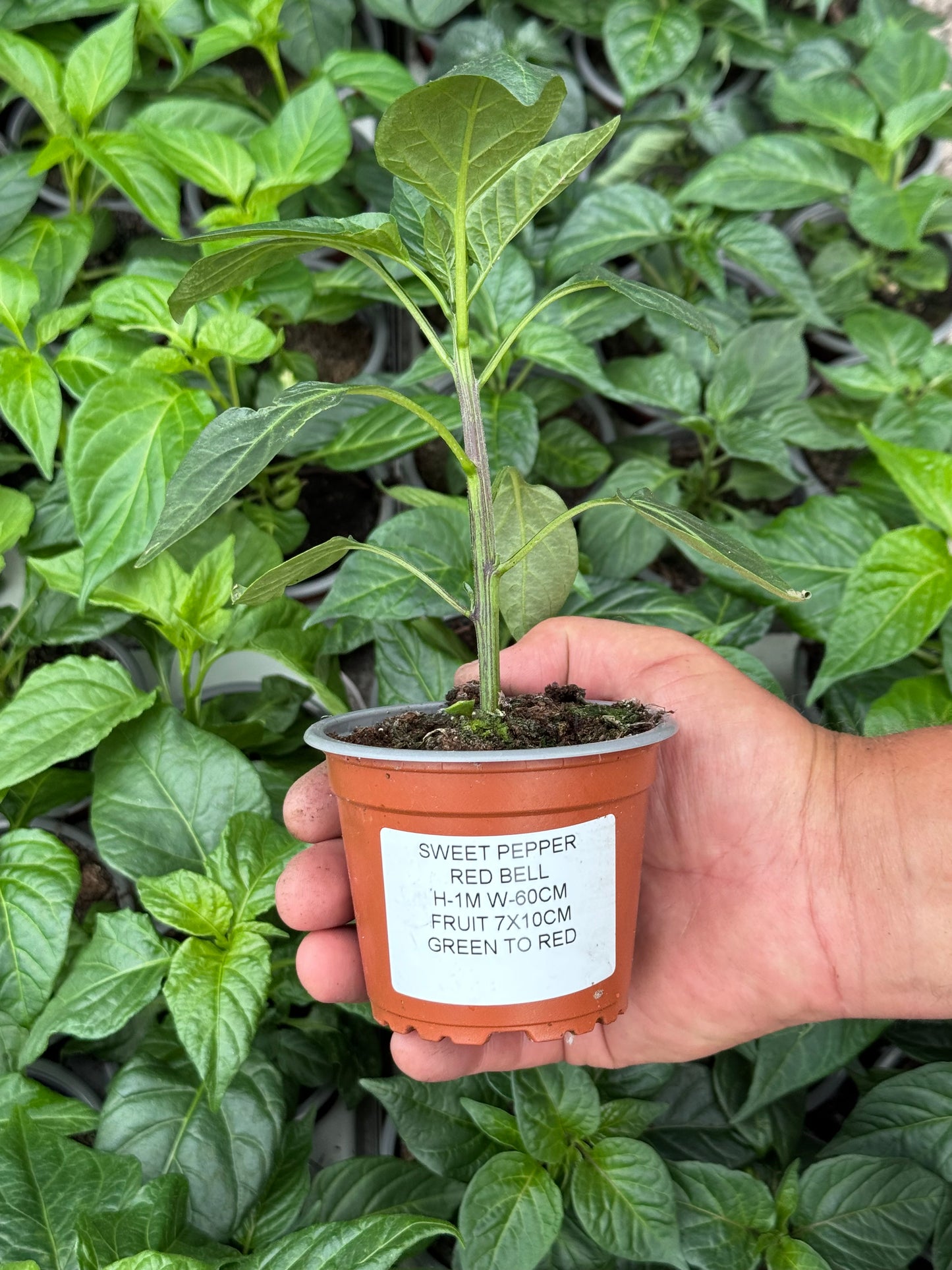 Pepper - California Red