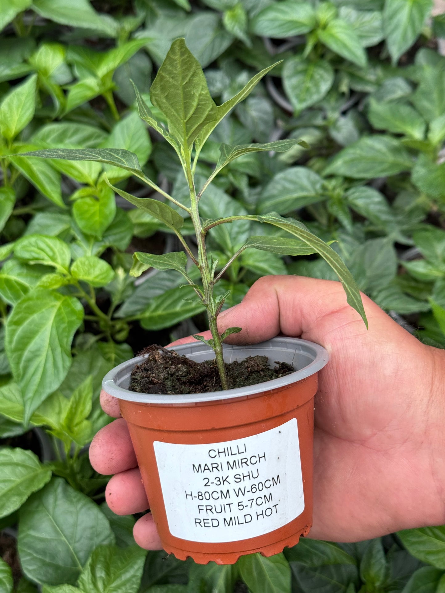 Chilli - Mirch (2K - 3K SHU)