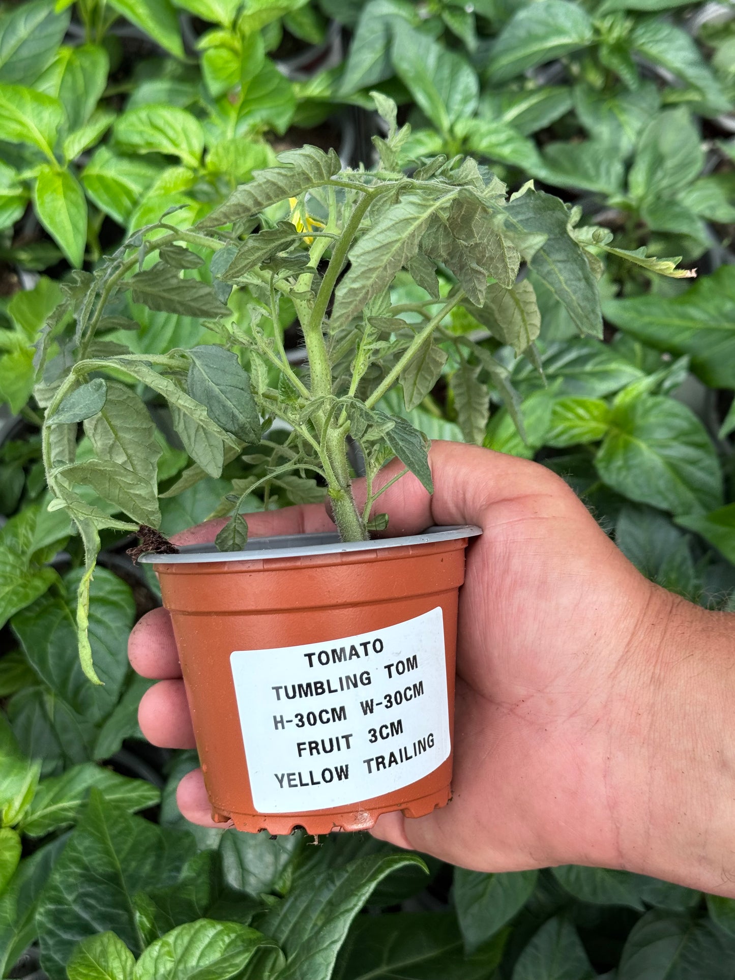 Tomato - Tumbling Tom Yellow