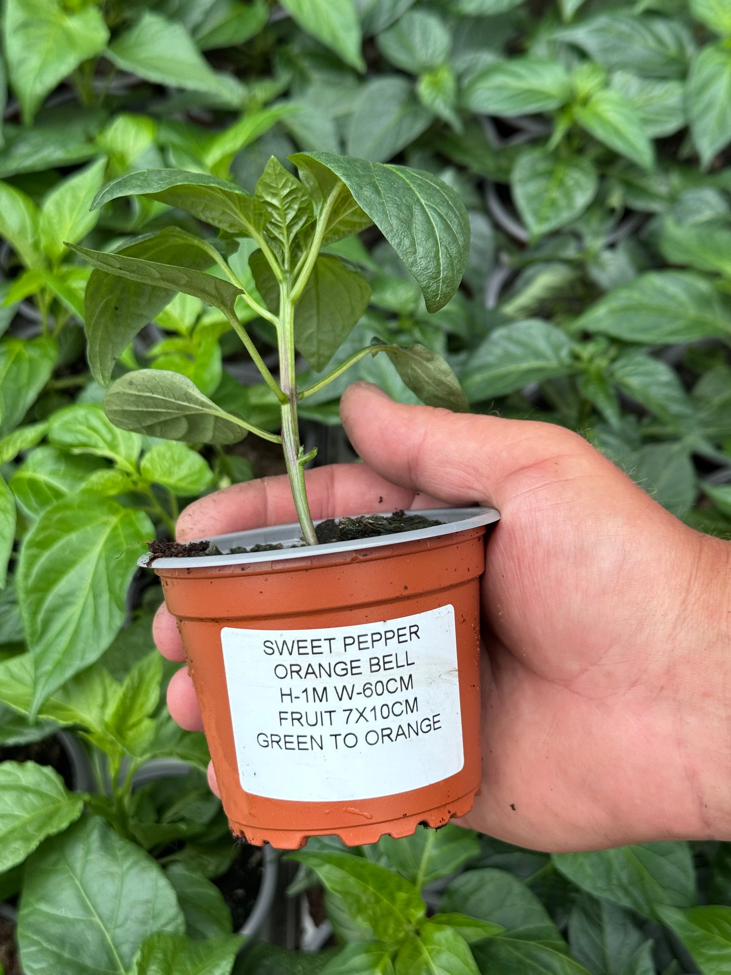 Pepper - California Orange