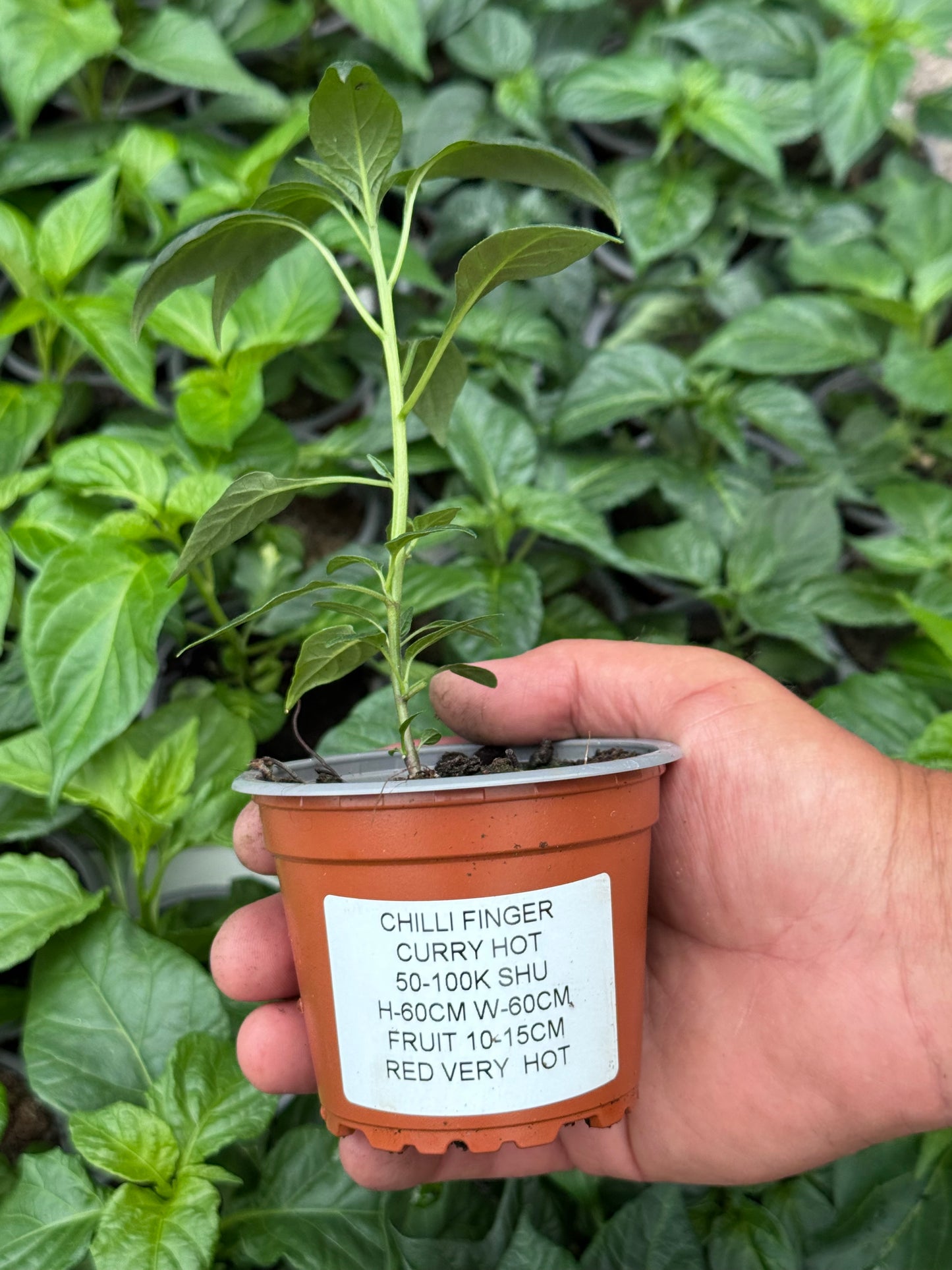 Chilli - Curry Red Hot (50K - 100K SHU)