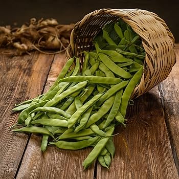 French Bean - Algarve