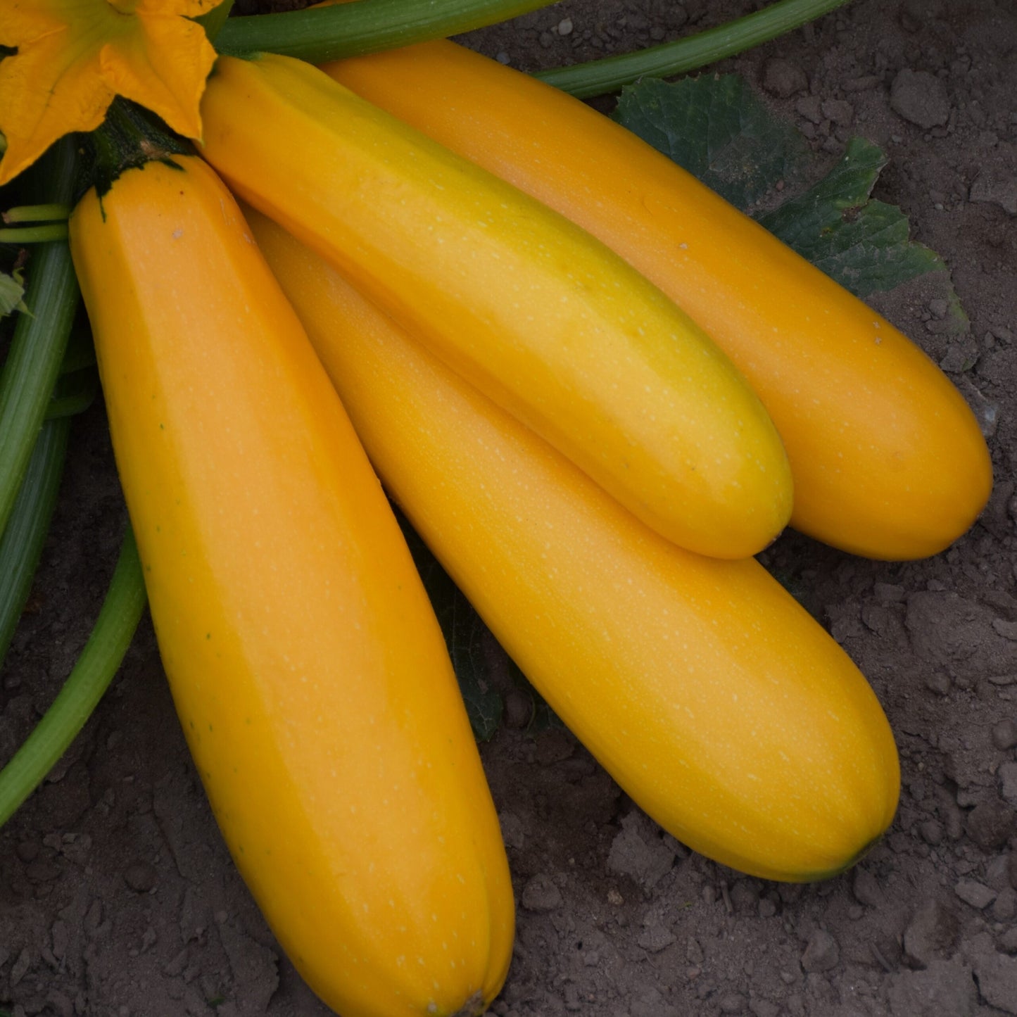 Courgette - Atena