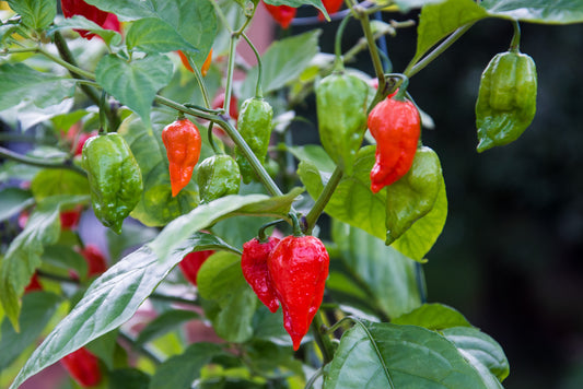 Chilli - Bhut Jolokia Red Ghost Pepper (750K - 1.0M+)