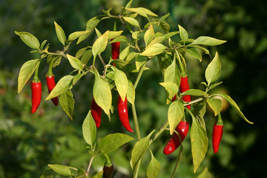 Chilli - Birds Eye (50K - 100K SHU)