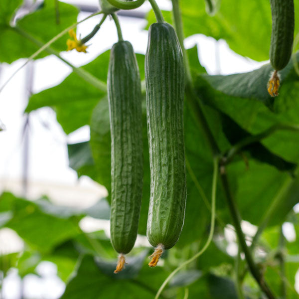 Cucumber - Burpless Tasty Green