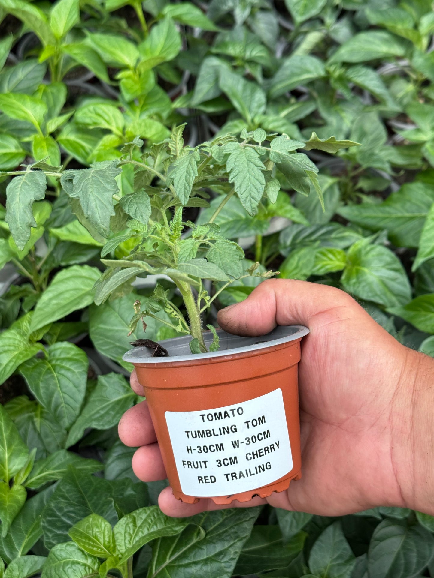 Tomato - Tumbling Tom Red