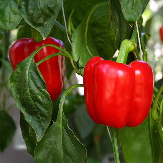 Pepper - California Red