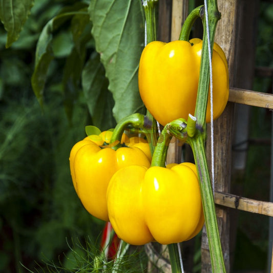Pepper - California Yellow