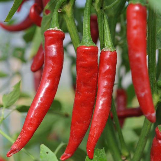 Chilli - Cayenne Red (30K - 50K SHU)
