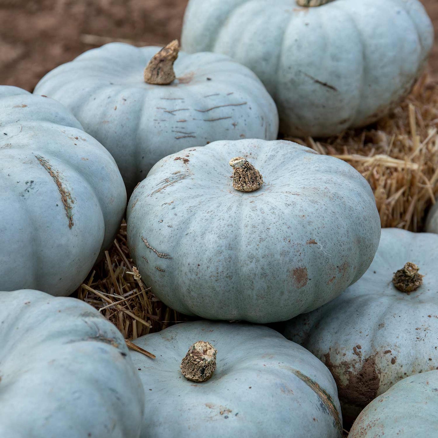 Pumpkin - Crown Prince