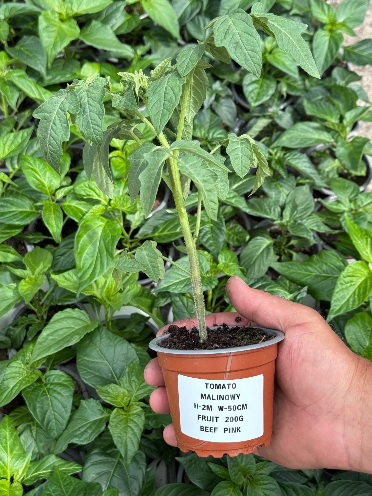 Tomato - Raspberry (Malinowy)
