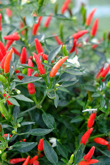 Chilli - Demon Red (30K - 50K SHU)
