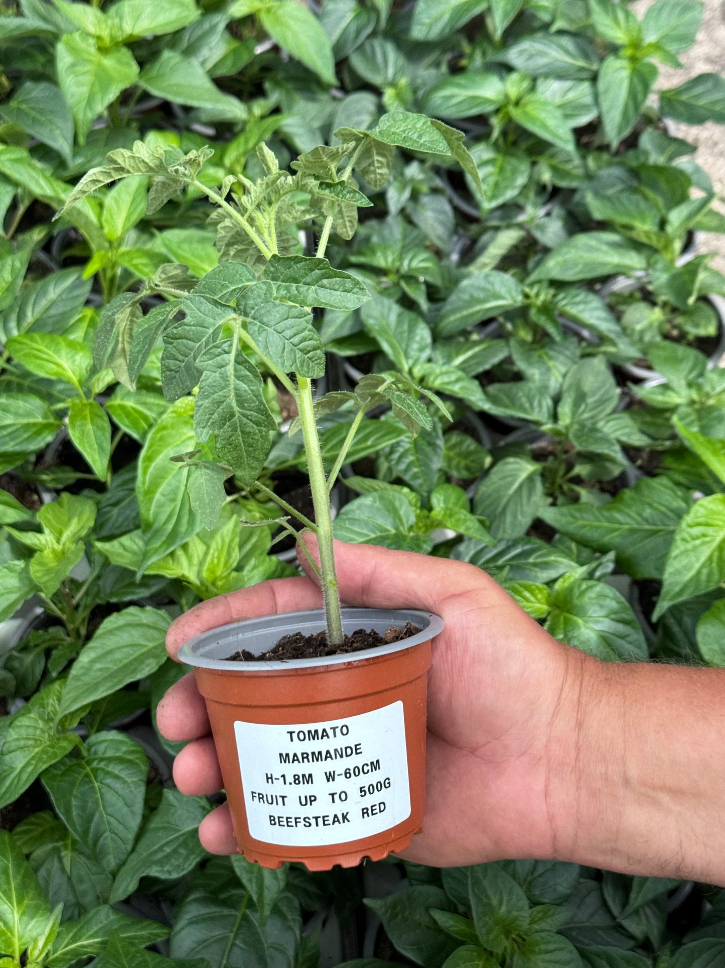 Tomato - Marmande