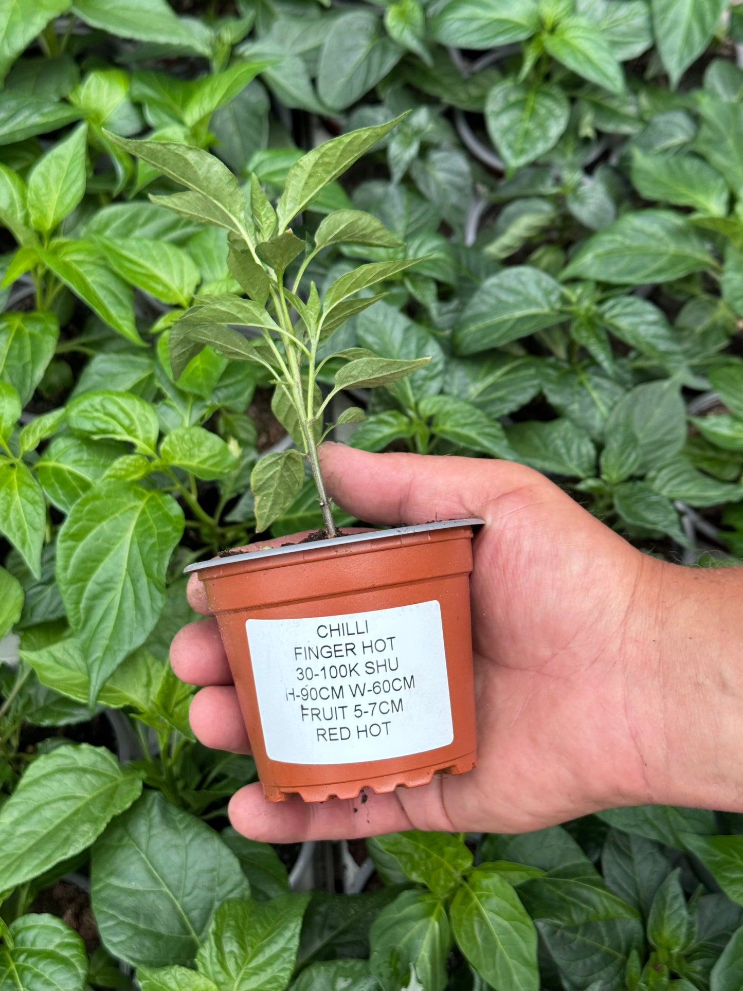 Chilli - Finger Red/Green Hot (30K - 100K SHU)