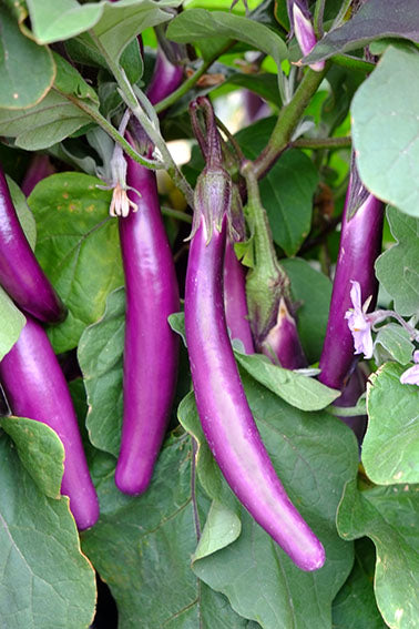 Aubergine - Farmers Long