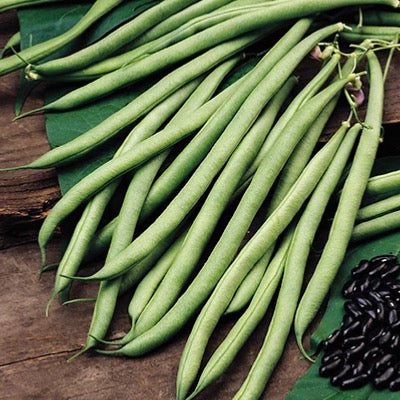 French Bean - Fasold