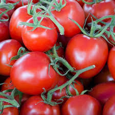 Tomato - Gardeners Delight