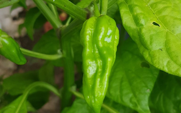 Chilli - Curry Green (20K - 30K SHU)