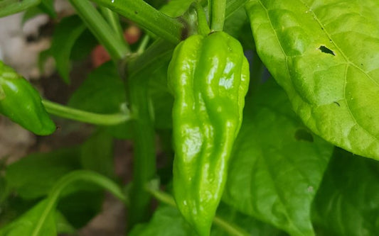 Chilli - Curry Green (20K - 30K SHU)