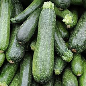 Courgette - Green Bush