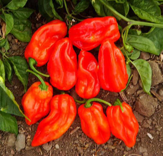 Chilli - Habahot (200K - 300K SHU)