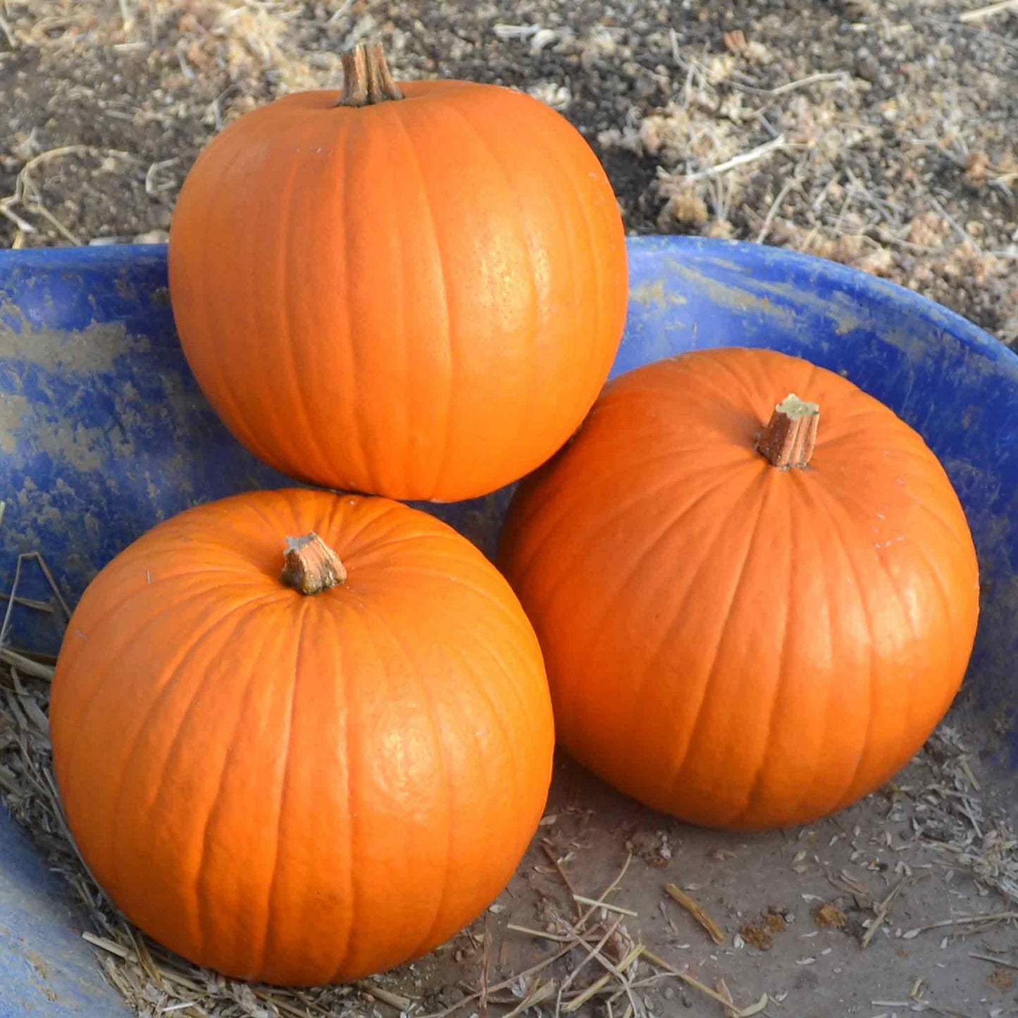 Pumpkin - Harvest Moon