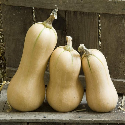 Butternut Squash - Hunter