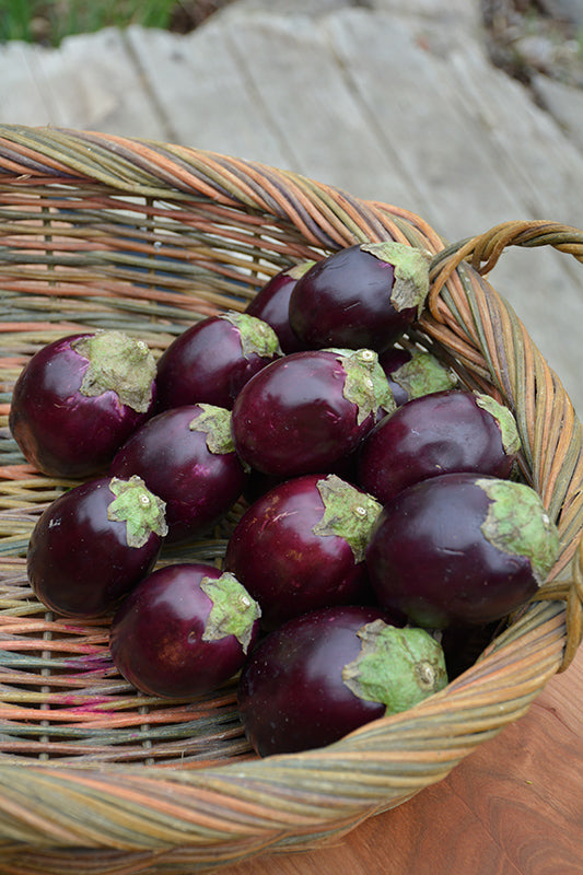 Aubergine - Jewel Amethyst