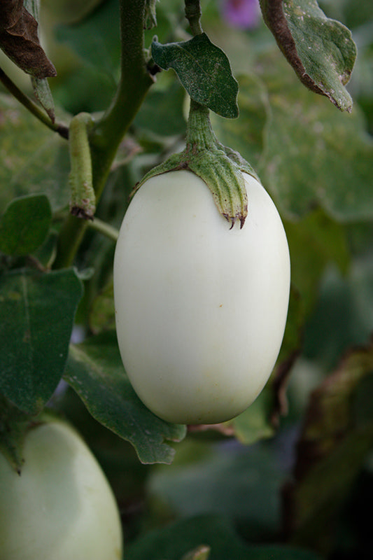 Aubergine - Jewel Jade