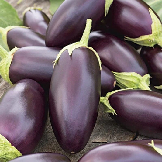 Aubergine - Jewel Jet