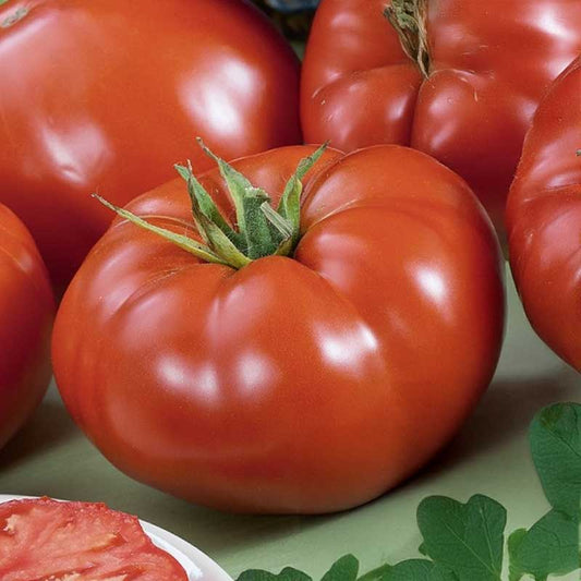 Tomato - Knockout