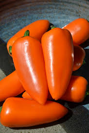 Pepper - Lunch Box Orange