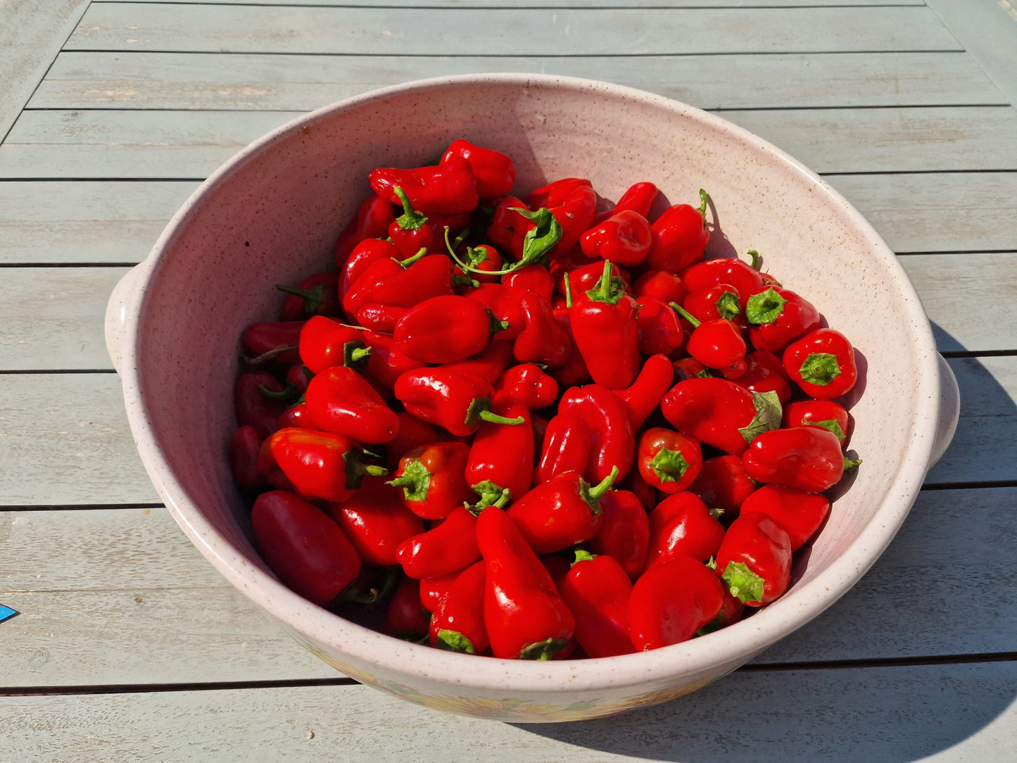 Pepper - Lunch Box Red