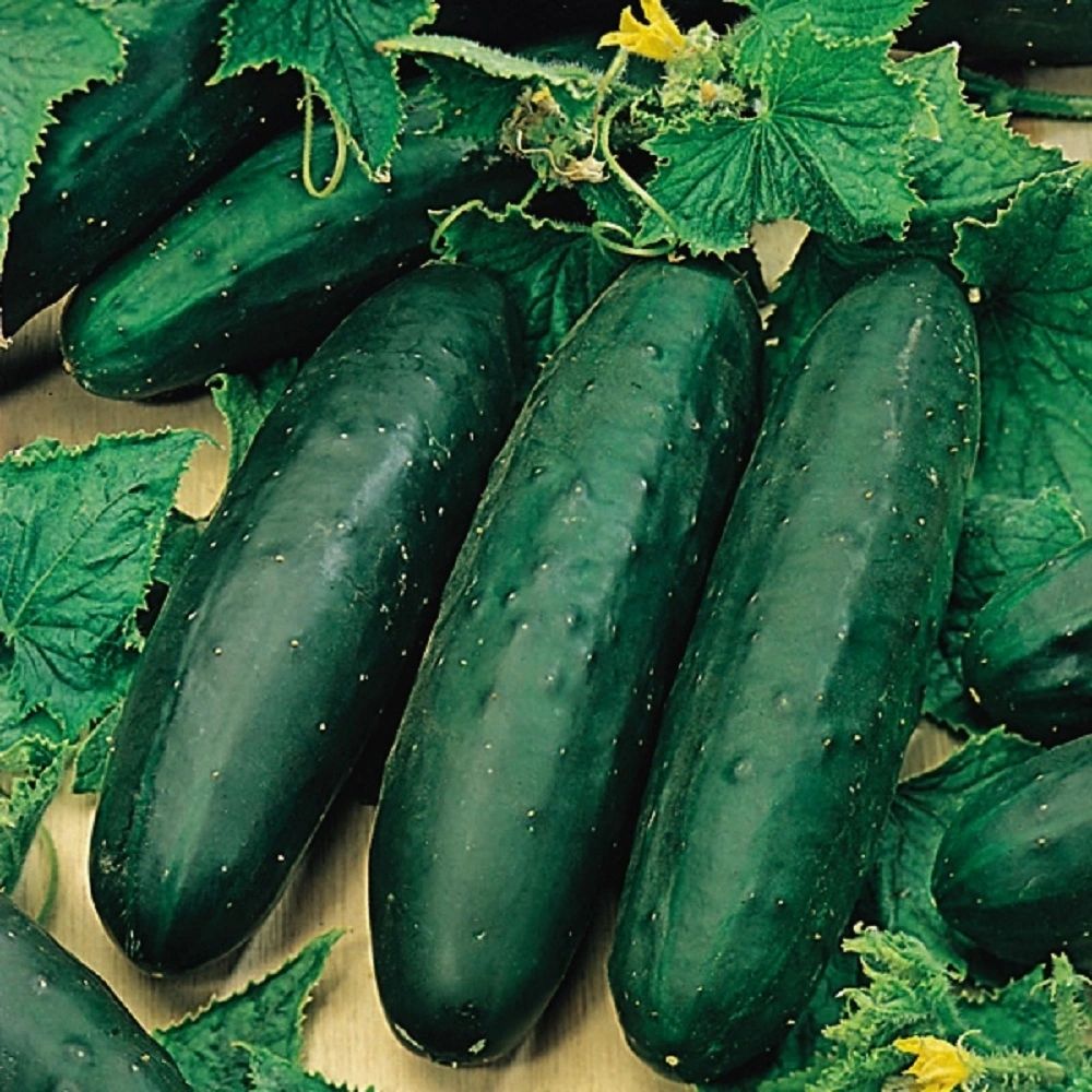 Cucumber - Marketmore
